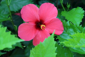 扶桑花