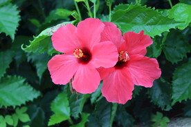 扶桑花