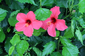 扶桑花