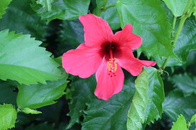 扶桑花
