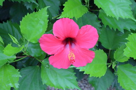扶桑花