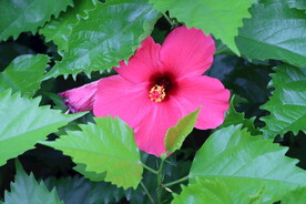 扶桑花