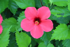 扶桑花