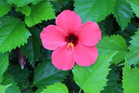 扶桑花