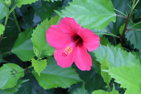 扶桑花