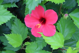 扶桑花