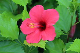 扶桑花