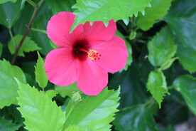 扶桑花