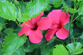扶桑花