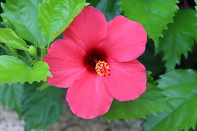 扶桑花