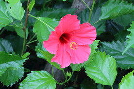 扶桑花