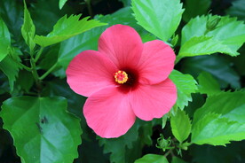 扶桑花
