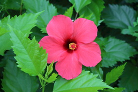 扶桑花