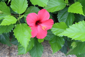 扶桑花