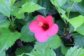 扶桑花