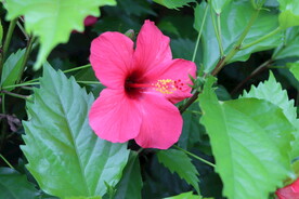 扶桑花