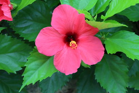 扶桑花