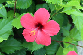 扶桑花