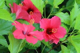 扶桑花