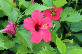 扶桑花