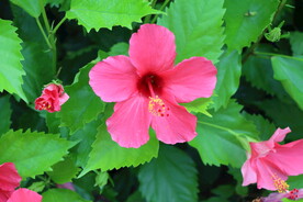 扶桑花