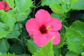 扶桑花