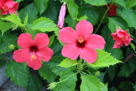 扶桑花