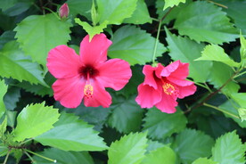 扶桑花