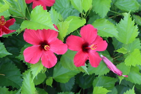 扶桑花
