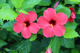 扶桑花