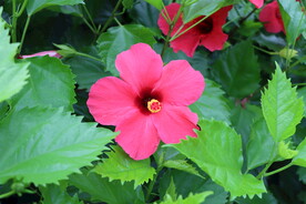 扶桑花