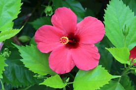 扶桑花