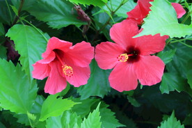 扶桑花