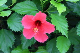 扶桑花