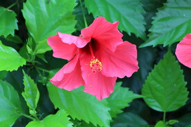 扶桑花