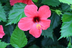 扶桑花