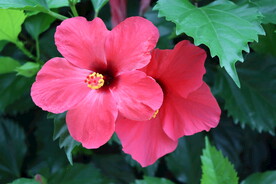 扶桑花