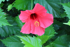 扶桑花