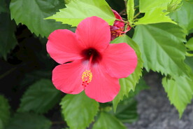扶桑花