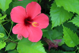 扶桑花