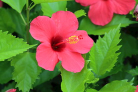 扶桑花