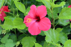 扶桑花