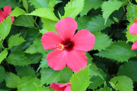 扶桑花