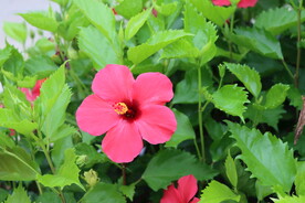 扶桑花