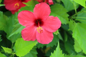 扶桑花