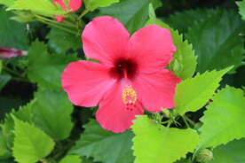 扶桑花