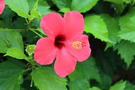 扶桑花