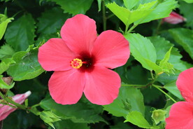 扶桑花