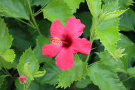 扶桑花
