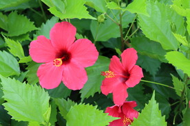扶桑花